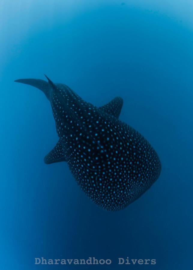 Faima Fishing Lodge At Daravandhoo Dharavandhoo Exteriör bild
