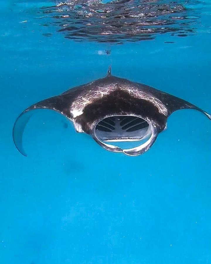 Faima Fishing Lodge At Daravandhoo Dharavandhoo Exteriör bild